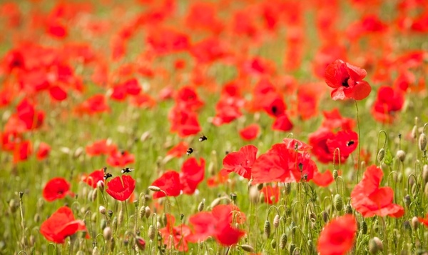 Hoe beschermen Onze Natuur en Biobest inheemse fauna en flora?