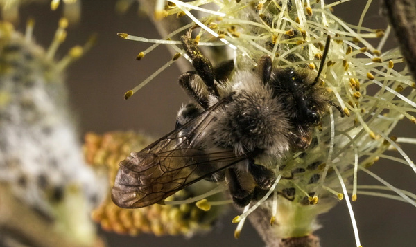 Zandbijen doen aan 'vechtparen'