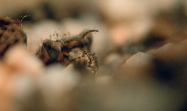 De larve van de bronlibel in Iedereen Beroemd