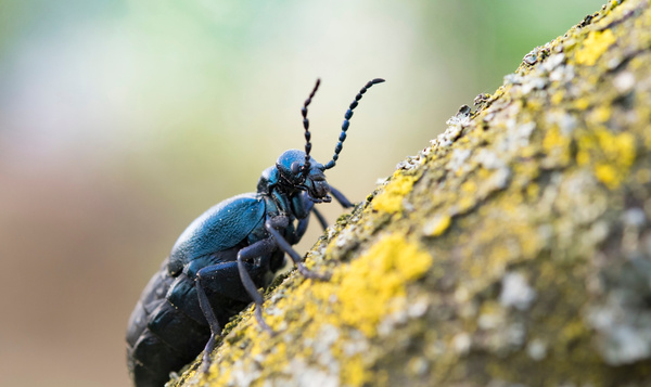Waarom zijn deze 5 soorten vernoemd naar de maand mei?