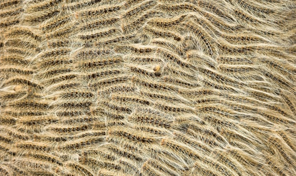 10 x vraag en antwoord over de eikenprocessierups