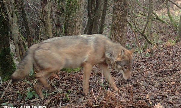 Limburgse wolvenwelpjes zijn geboren!