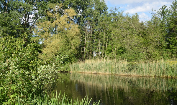 Zwemmen in je wilde tuin