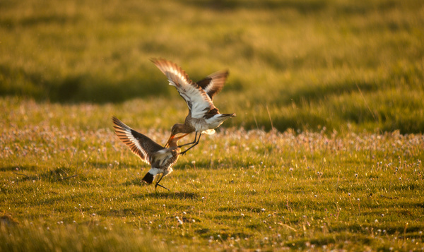 Dansende grutto's in Iedereen Beroemd