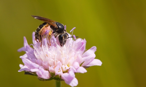 Knautiabij op beemdkroon