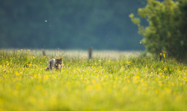 De wilde kat in Iedereen beroemd