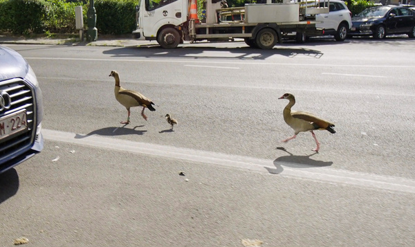 Er lopen nijlganzen door de stad