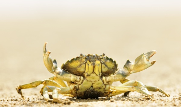 Bloed in alle kleuren van de regenboog