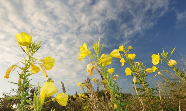 Kunnen planten geluiden horen?