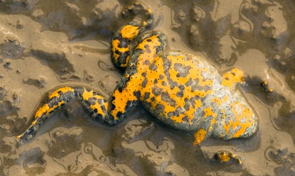 Dieren in een Belgisch jasje: waarom kleuren ze rood, geel of zwart?