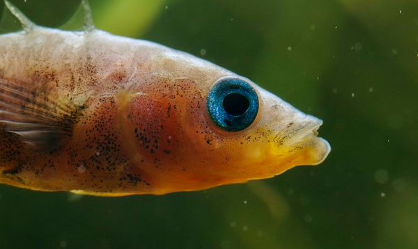 Stekelbaarsmannetje bouwt een nest