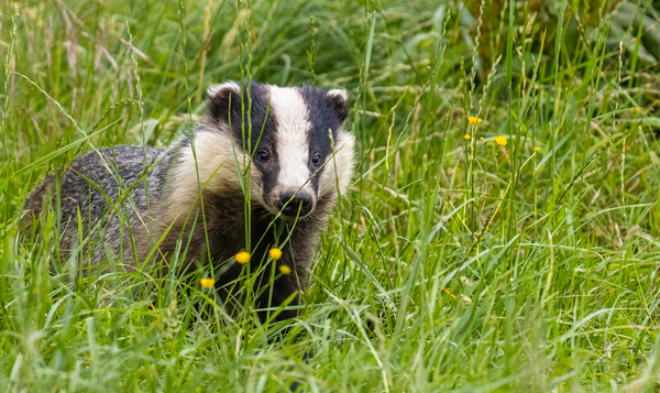 De allerbeste tips & tricks om wilde dieren te spotten
