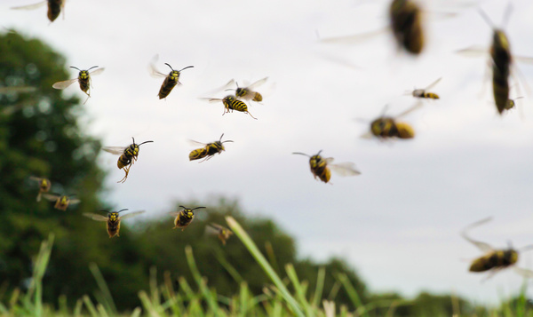 Pim werkt zich in de nesten