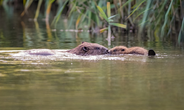 Welkom bij Belgiës enige echte Beverclub - in ‘Bevergem-aan-de-Zenne’