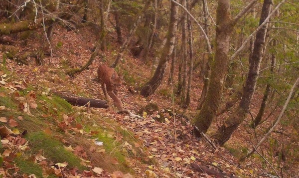 Eindelijk zeker: lynx is terug in België!