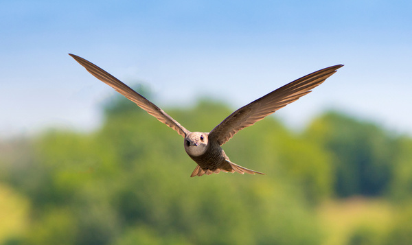 Superpower sunday: Gierzwaluw slaapt hoog in de lucht