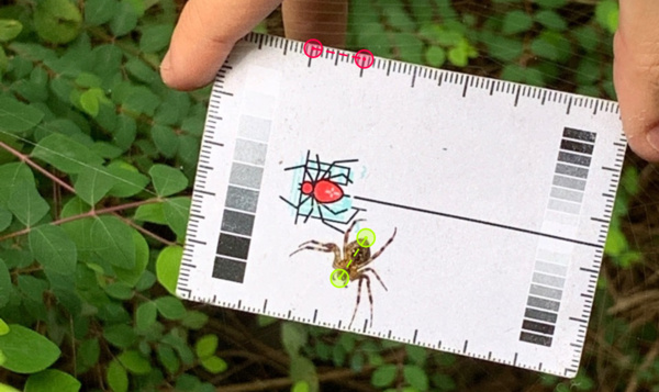 Uitgetest: Help de wetenschap vooruit door spinnen te meten (vanuit je luie zetel)