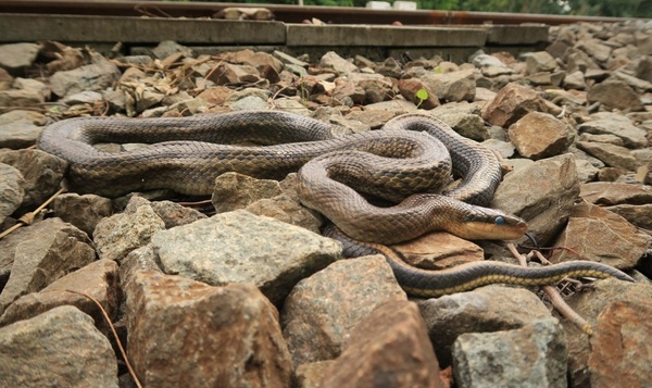 Vierde slangensoort vervoegt Belgisch slangentrio: Chinese prachtslang