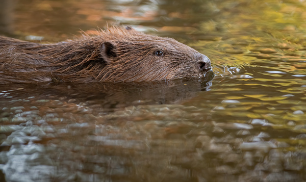 Superpower sunday: Bever heeft ingebouwde duikbril