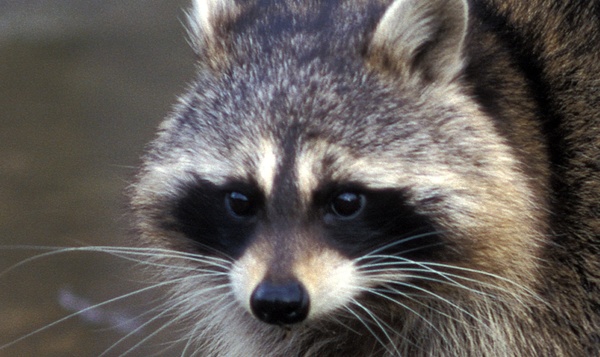 De wasbeer: schadelijk of niet?