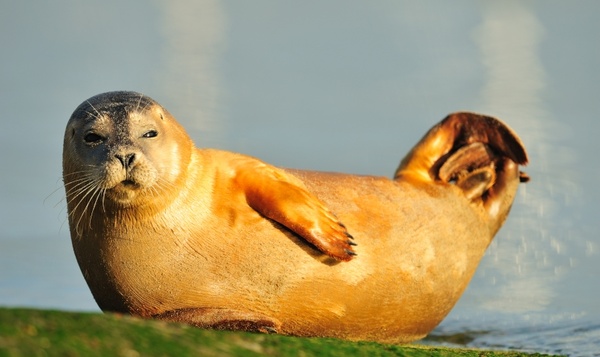 Het ultieme geheim voor een langer leven? Vijf tips uit onze natuur!