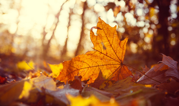 Waarom verliezen sommige bomen hun bladeren sneller?
