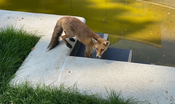 Het verhaal van Reinaert de stadsvos