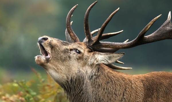 Samen op zoek naar de 'Big Five' van België