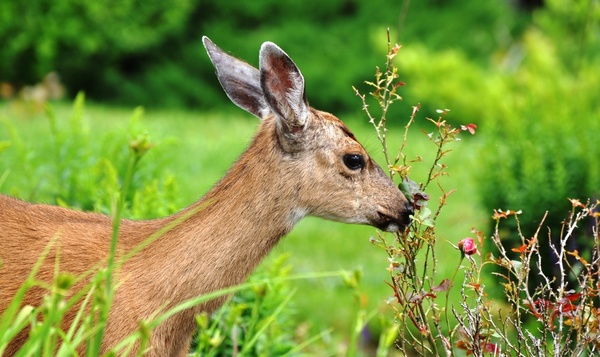 Passen dieren hun eetgewoonten soms aan?