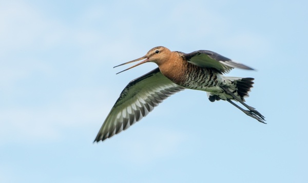 Superpower sunday: Grutto is wereldrecordhouder langeafstandsvliegen