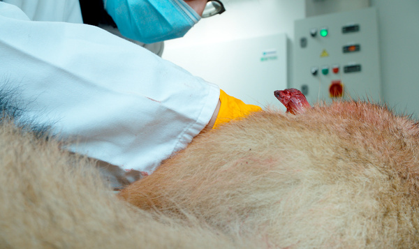 Wat leren we van de autopsie van de aangereden wolf?