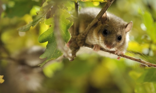 Superpower sunday: Relmuis kan bijna een jaar lang slapen