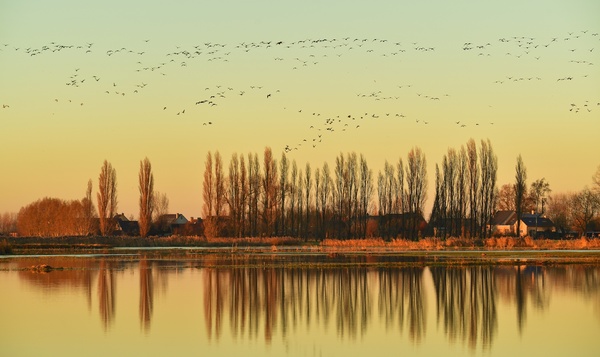 Alle geheimen over de vogeltrek ontrafeld