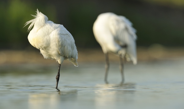 Superpower sunday: Vogels zijn evenwichtskunstenaars