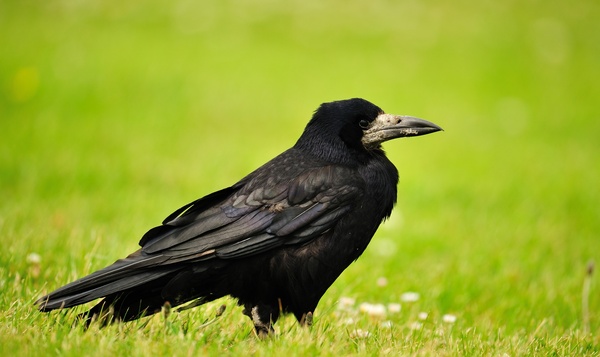 Zwarte vogels van klein naar groot