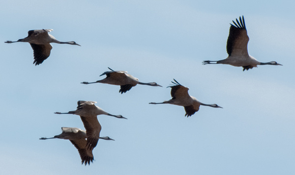 Duizenden kraanvogels trekken over Oost-België