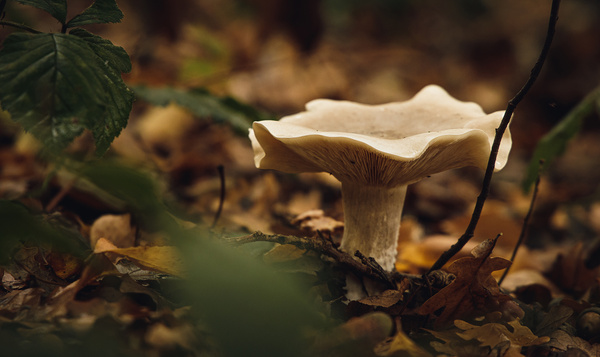Waarom zijn er zoveel paddenstoelen in de herfst?