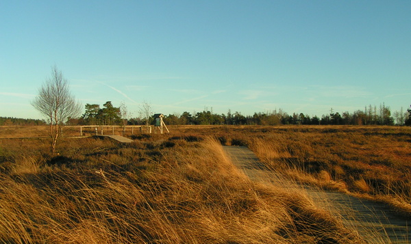 Wandelen in het hart van de Hoge Venen