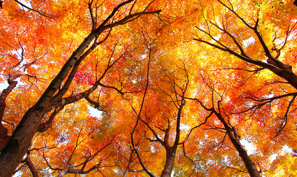 Muziek uit de natuur: beluister onze Spotify playlist!