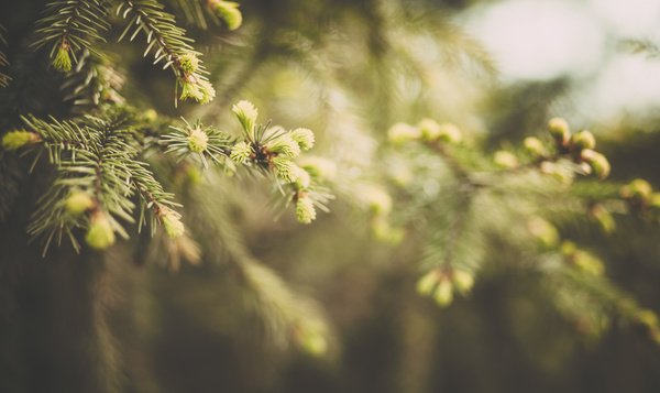 Welke dieren leven er in je kerstboom?