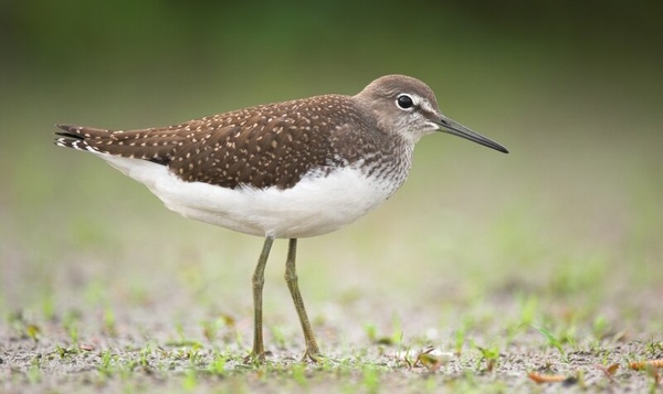 Deze dieren houden van het vrijgezellenleven