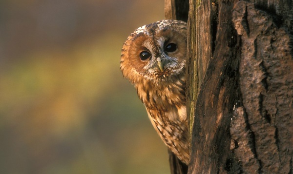 Superpower sunday: De asymmetrische oren van de bosuil