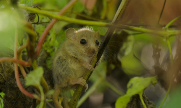 Mensen zijn dieren, maar zijn dieren ook mensen?