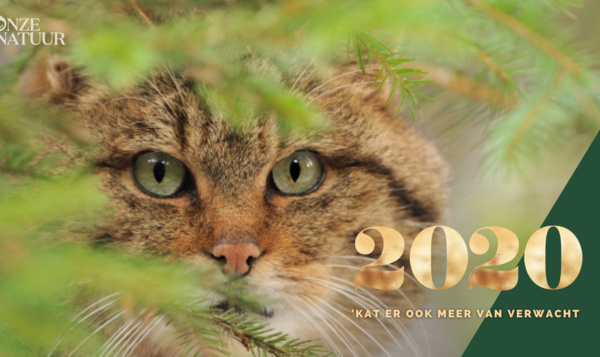 Stuur je wildste kerstwensen met onze virtuele postkaarten