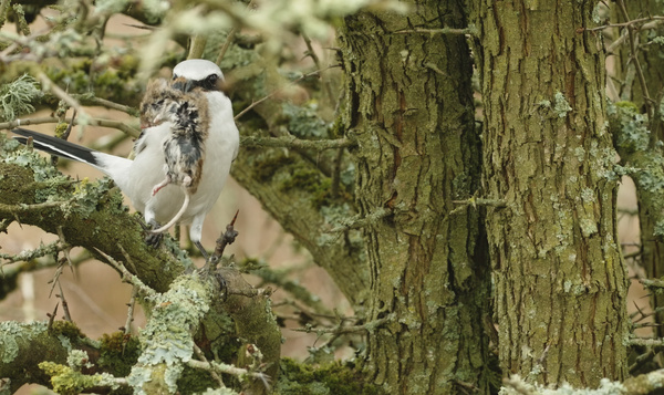 Het kerstverhaal van Onze Natuur