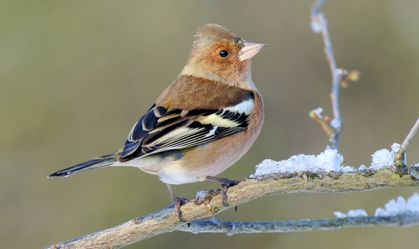 Krijgen vogels nooit wintertenen?