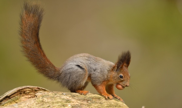 Deze dieren zijn geboren bosbeheerders