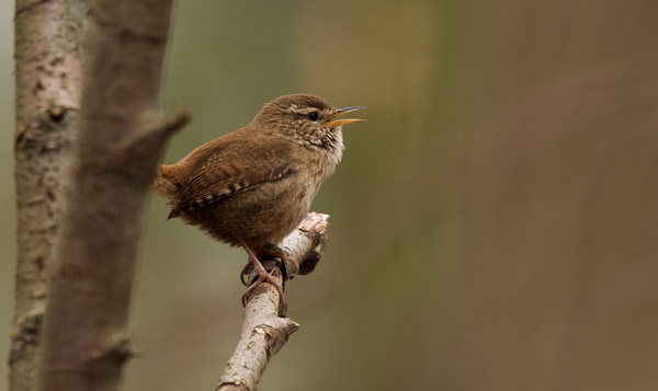 Winterkoning op vrijersvoeten