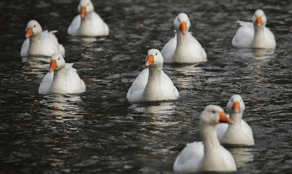 Hoe kunnen vogels blijven drijven?