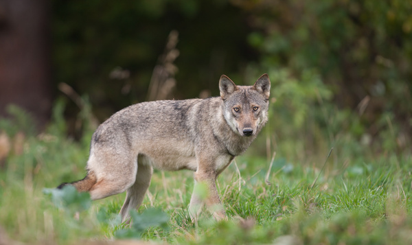 Wanneer is een wolf een 'probleemwolf'?